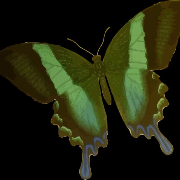 Papilio blumei Thumbnail