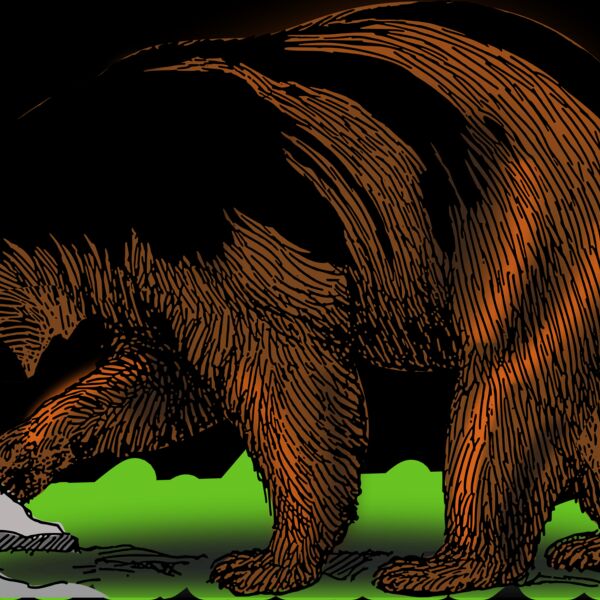 Black bear color 04  2  Thumbnail