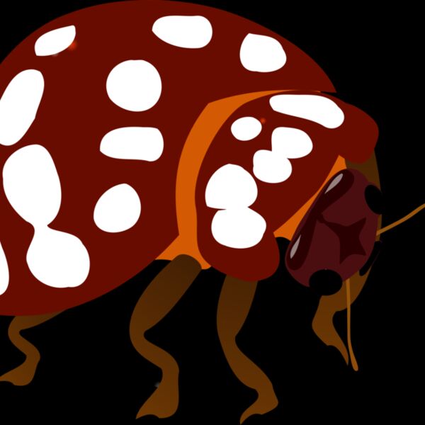 valessiobrito Bug Thumbnail