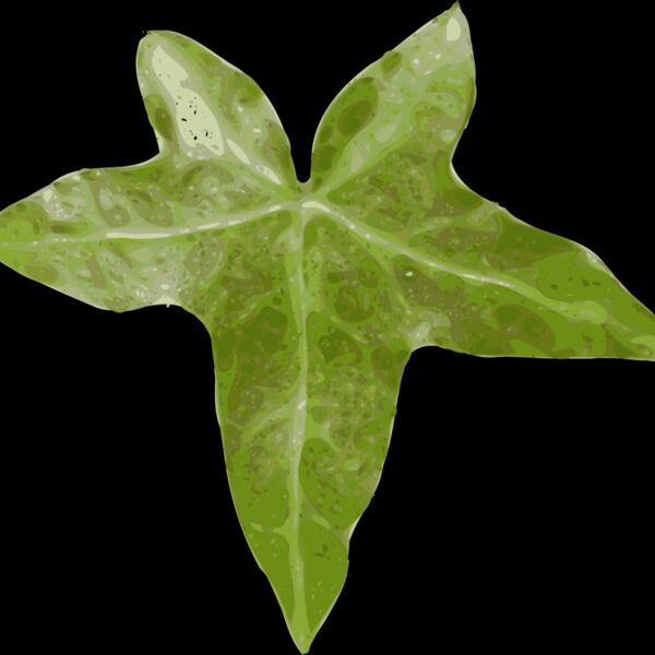 yves guillou leaf Thumbnail