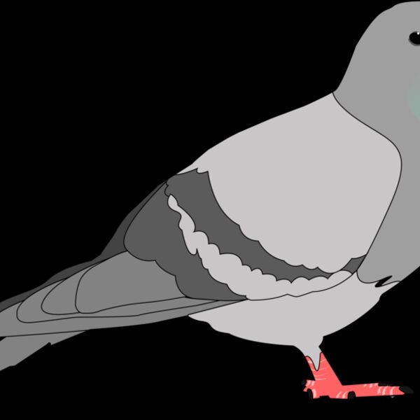 jondkoon pigeon Thumbnail
