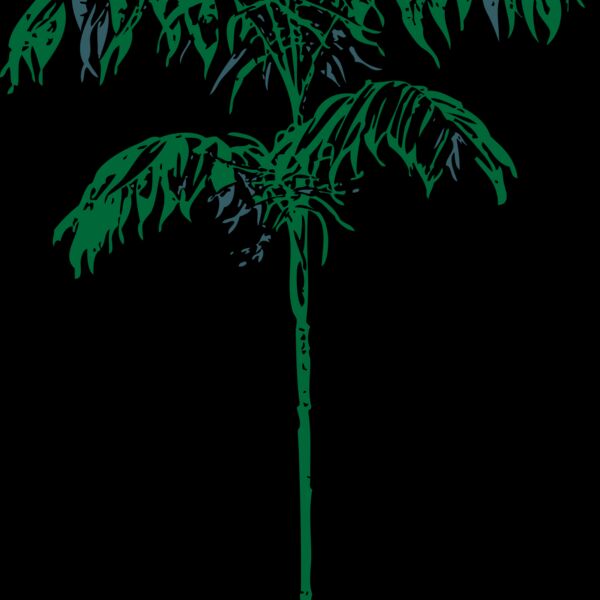 johnny automatic Chamaedorea Sartorii Thumbnail