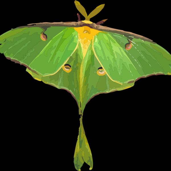Luna Moth Thumbnail