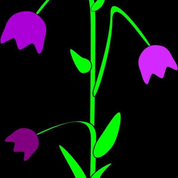 Machovka bell flower Thumbnail