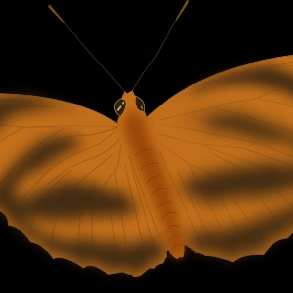 butterfly 1  2  Thumbnail