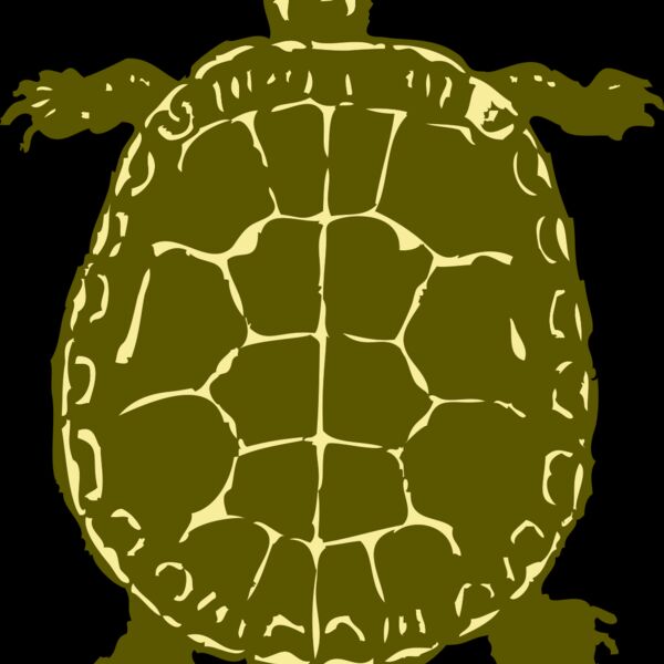 johnny automatic turtle Thumbnail