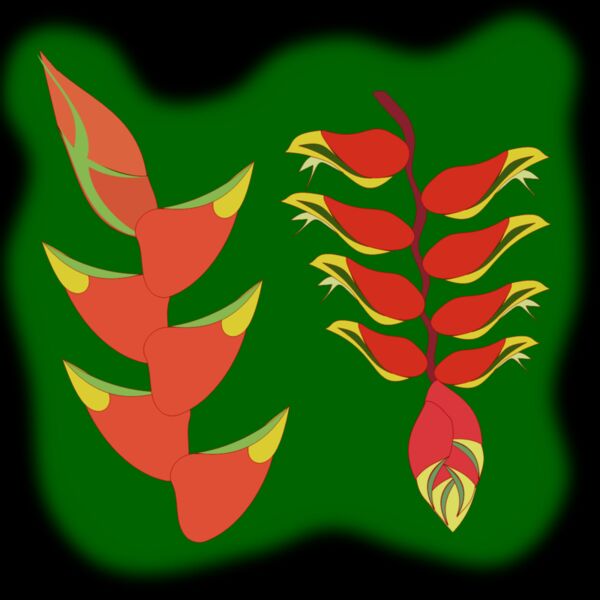 heliconia flower Thumbnail