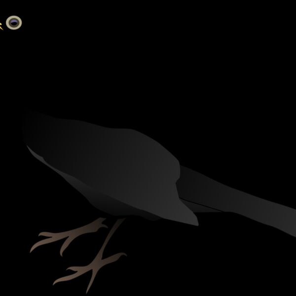 Bird Black NEW  2  Thumbnail