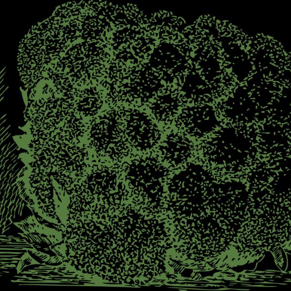 johnny automatic cauliflower Thumbnail