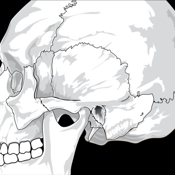 liftarn Human skull  side view  Thumbnail