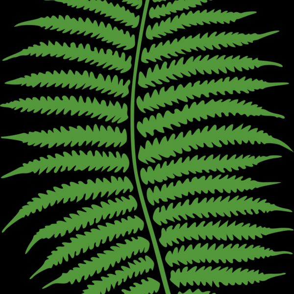 molumen fern Thumbnail