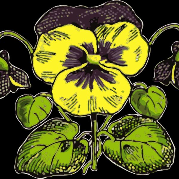 johnny automatic pansy Thumbnail