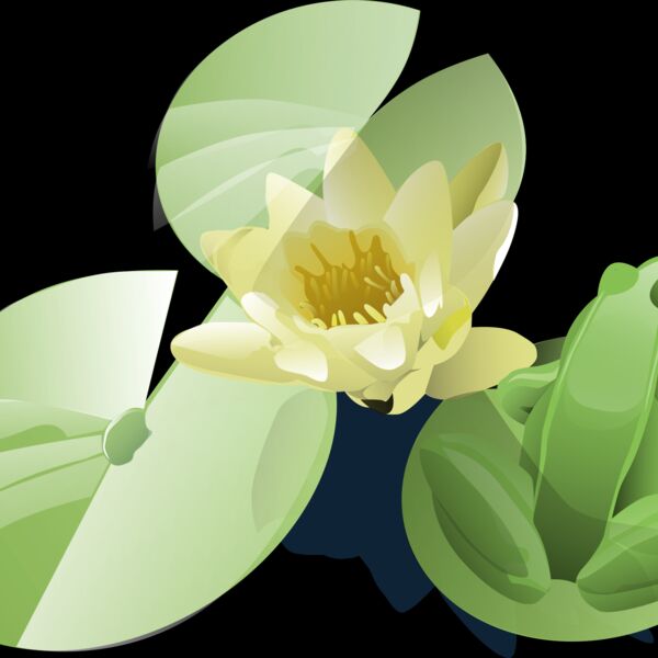 leland mcinnes Frog on a lily pad Thumbnail