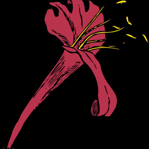 johnny automatic honeysuckle Thumbnail