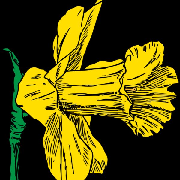 johnny automatic daffodil Thumbnail