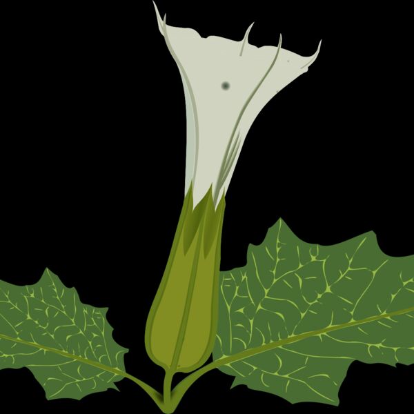 Stramonium Thumbnail