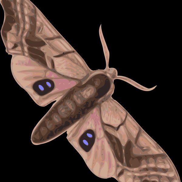 jbruce moth  smerinthus geminatus  top view Thumbnail