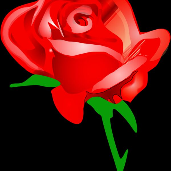 tomas arad red rose Thumbnail