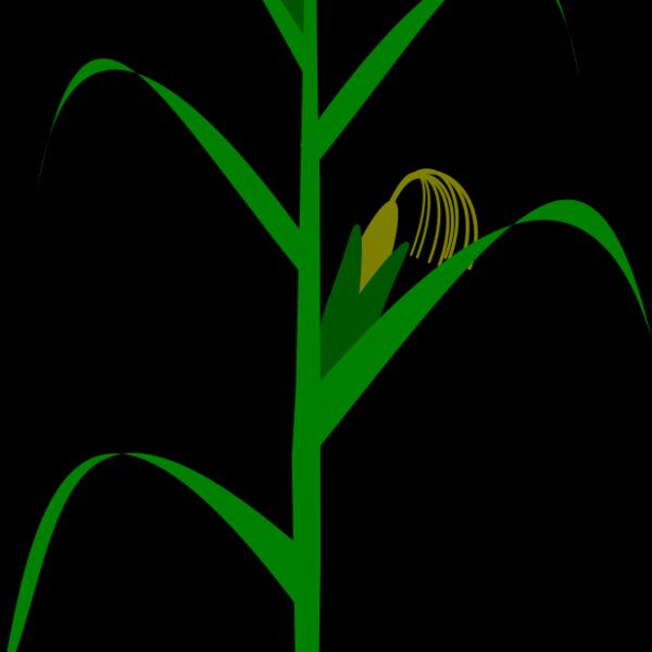Maize plant Thumbnail