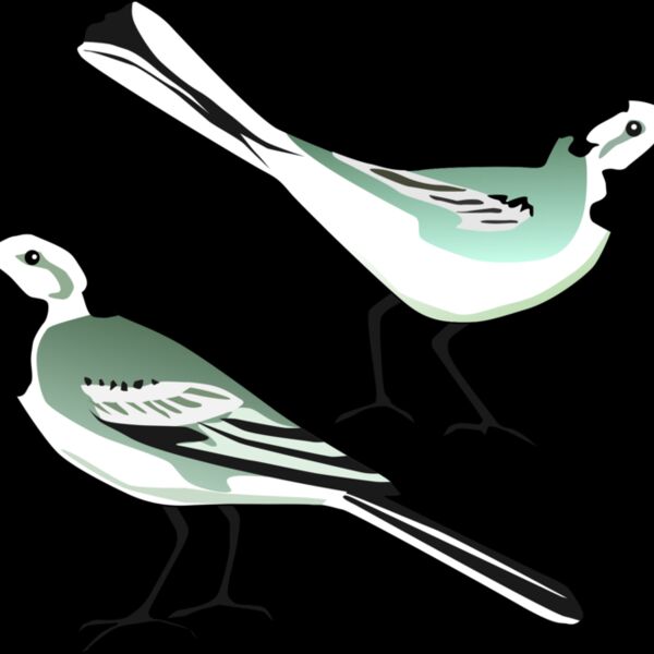 White Wagtail Thumbnail