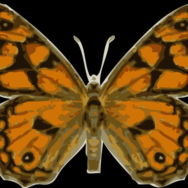 johnny automatic butterfly 2 Thumbnail