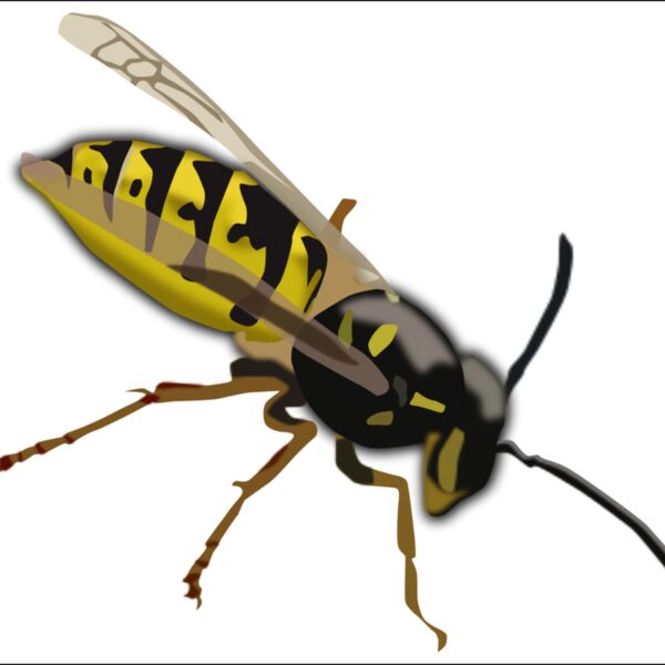 Wasp Thumbnail