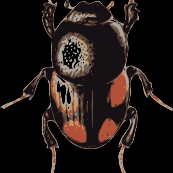 jbruce beetle  caccobius  Thumbnail