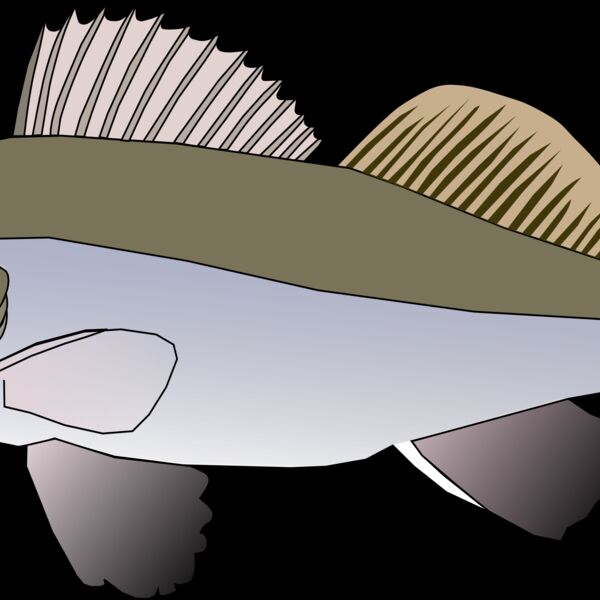 Machovka pikeperch Thumbnail