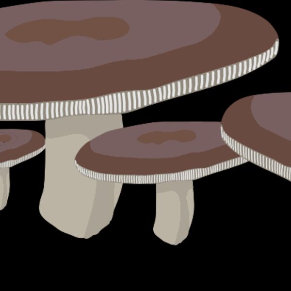 Mushrooms1 Thumbnail