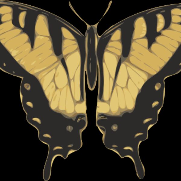 jbruce butterfly  papilio turnus  top view Thumbnail